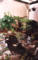 More images of the ferns!
