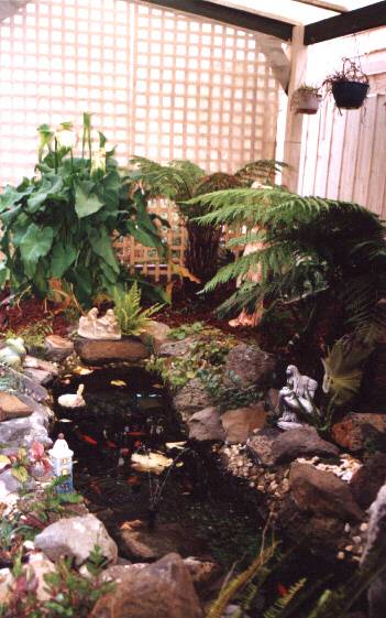 Fish Pond in Ferns.