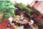 Ferns and fish pond!!