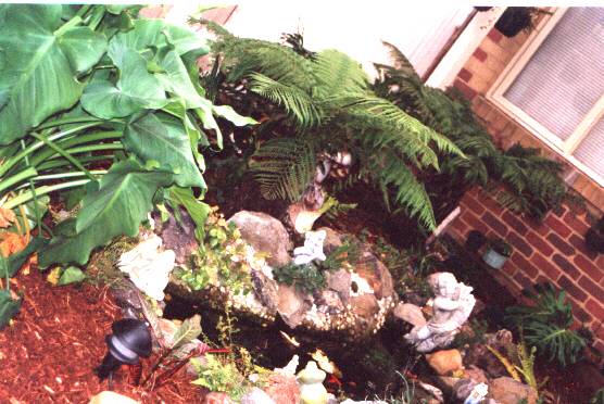 Fish Pond in Ferns.