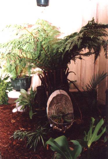 Ferns.
