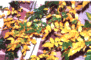 Autumn colors - Rose bush.