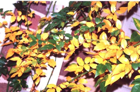 Autumn Colors
